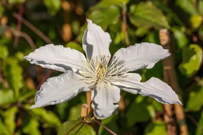 Clematis 'Destiny' (Bosrank) klimplant - afbeelding 5