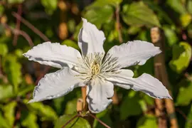 Clematis 'Destiny' (Bosrank) klimplant - afbeelding 5