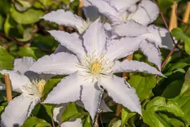 Clematis 'Destiny' (Bosrank) klimplant - afbeelding 6
