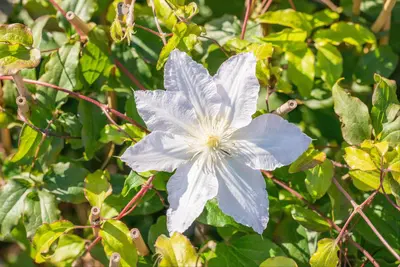 Clematis 'Destiny' (Bosrank) klimplant - afbeelding 8