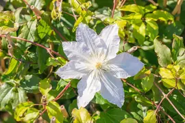 Clematis 'Destiny' (Bosrank) klimplant - afbeelding 8