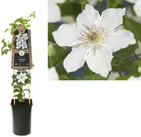 Clematis 'Destiny' (Bosrank) klimplant - afbeelding 1