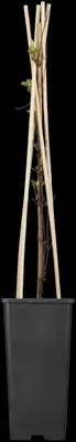 Clematis 'Destiny' (Bosrank) klimplant - afbeelding 4