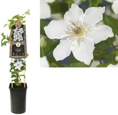 Clematis 'Destiny' (Bosrank) klimplant 75cm - afbeelding 1