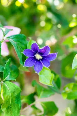 Clematis diversifolia 'Arabella' (Bosrank) klimplant - afbeelding 7