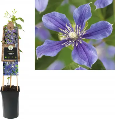 Clematis diversifolia 'Arabella' (Bosrank) klimplant - afbeelding 2