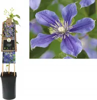 Clematis diversifolia 'Arabella' (Bosrank) klimplant - afbeelding 2