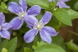 Clematis diversifolia 'Arabella' (Bosrank) klimplant - afbeelding 5