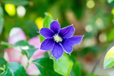Clematis diversifolia 'Arabella' (Bosrank) klimplant - afbeelding 6