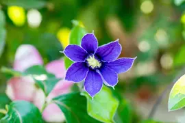 Clematis diversifolia 'Arabella' (Bosrank) klimplant - afbeelding 6