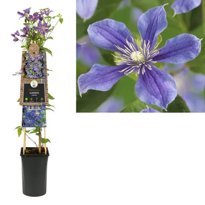 Clematis diversifolia 'Arabella' (Bosrank) klimplant - afbeelding 1