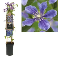 Clematis diversifolia 'Arabella' (Bosrank) klimplant - afbeelding 1