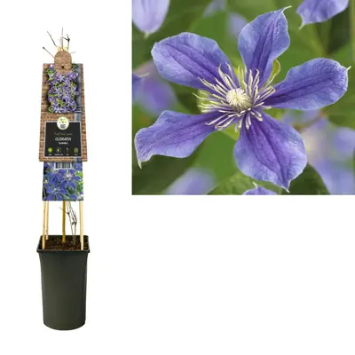 Clematis diversifolia 'Arabella' (Bosrank) klimplant - afbeelding 3
