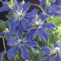 Clematis diversifolia 'Arabella' (Bosrank) klimplant - afbeelding 4