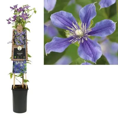 Clematis diversifolia 'Arabella' (Bosrank) klimplant 75cm - afbeelding 1