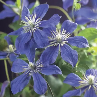 Clematis diversifolia 'Arabella' (Bosrank) klimplant 75cm - afbeelding 4