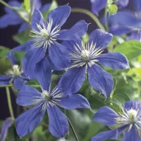 Clematis diversifolia 'Arabella' (Bosrank) klimplant 75cm - afbeelding 4