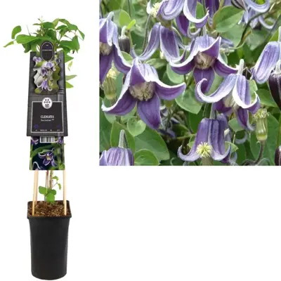 Clematis diversifolia 'Fascination' (Bosrank) klimplant 75cm - afbeelding 1