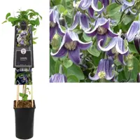 Clematis diversifolia 'Fascination' (Bosrank) klimplant 75cm - afbeelding 1