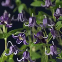 Clematis diversifolia 'Fascination' (Bosrank) klimplant 75cm - afbeelding 2