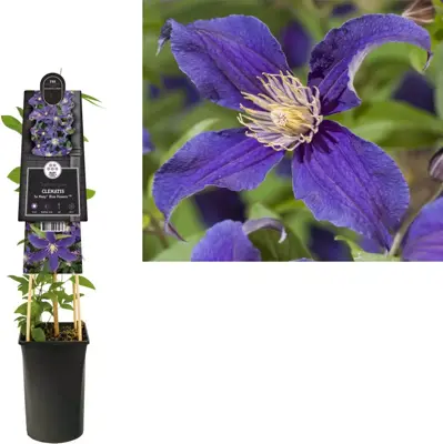 Clematis diversifolia So Many® Blue Flowers PBR (Bosrank) klimplant 75cm - afbeelding 1