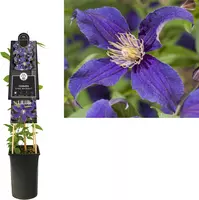 Clematis diversifolia So Many® Blue Flowers PBR (Bosrank) klimplant 75cm kopen?