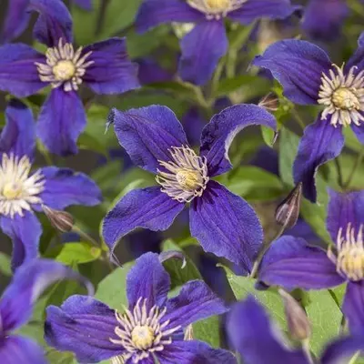 Clematis diversifolia So Many® Blue Flowers PBR (Bosrank) klimplant 75cm - afbeelding 3