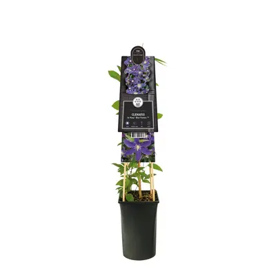 Clematis diversifolia So Many® Blue Flowers PBR (Bosrank) klimplant - afbeelding 2