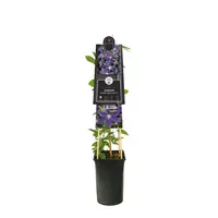 Clematis diversifolia So Many® Blue Flowers PBR (Bosrank) klimplant - afbeelding 2