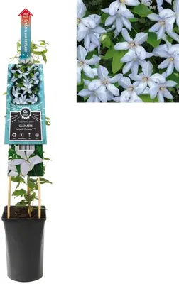 Clematis 'Fantastic Perfume' (Bosrank) klimplant - afbeelding 1