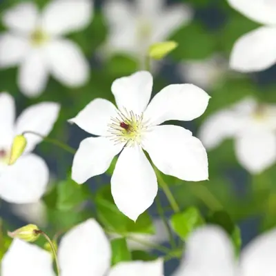 Clematis 'Fantastic Perfume' (Bosrank) klimplant - afbeelding 2