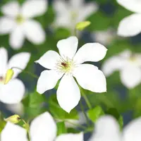 Clematis 'Fantastic Perfume' (Bosrank) klimplant - afbeelding 2