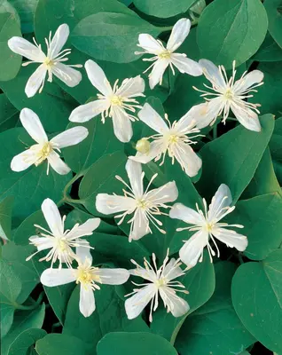 Clematis flammula terniflora (Bosrank) klimplant - afbeelding 2