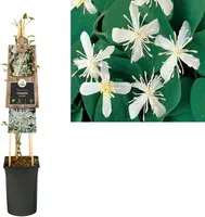 Clematis flammula terniflora (Bosrank) klimplant - afbeelding 1