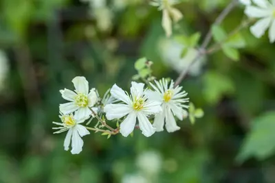 Clematis flammula terniflora (Bosrank) klimplant 75cm - afbeelding 3