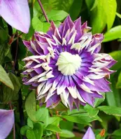 Clematis florida 'Taiga' PBR (Bosrank) klimplant - afbeelding 3