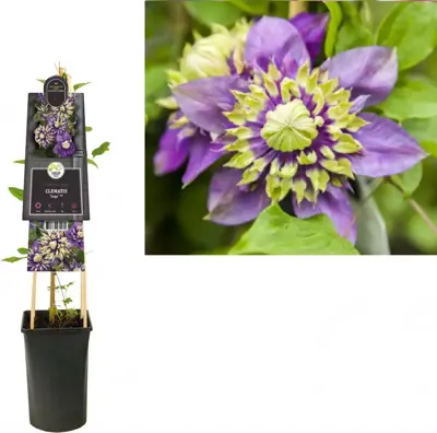 Clematis florida 'Taiga' PBR (Bosrank) klimplant - afbeelding 1