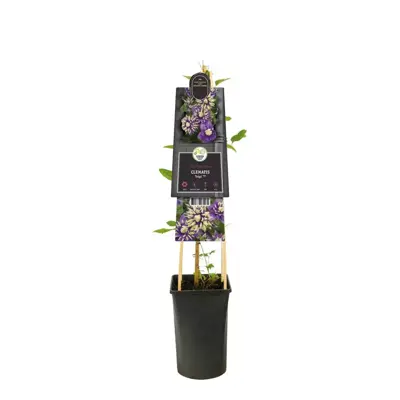 Clematis florida 'Taiga' PBR (Bosrank) klimplant - afbeelding 2
