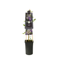 Clematis florida 'Taiga' PBR (Bosrank) klimplant - afbeelding 2