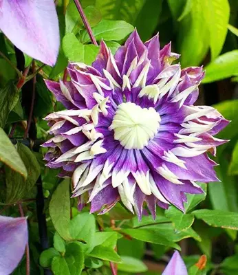 Clematis florida 'Taiga' PBR (Bosrank) klimplant 75cm - afbeelding 3
