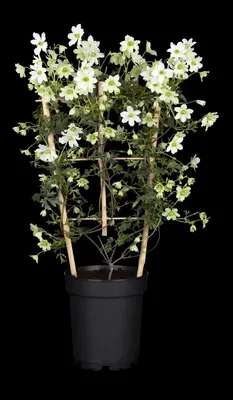 Clematis forsteri 'Early Sensation' (Bosrank 'Early Sensation') - afbeelding 4