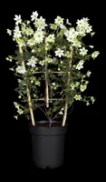 Clematis forsteri 'Early Sensation' (Bosrank 'Early Sensation') - afbeelding 4