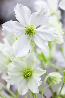 Clematis forsteri 'Early Sensation' (Bosrank 'Early Sensation') - afbeelding 2