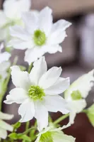 Clematis forsteri 'Early Sensation' (Bosrank 'Early Sensation') - afbeelding 3