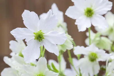 Clematis forsteri 'Early Sensation' (Bosrank 'Early Sensation') - afbeelding 1