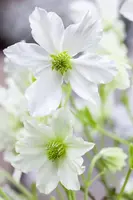 Clematis forsteri 'Early Sensation' (Bosrank) klimplant - afbeelding 6