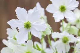 Clematis forsteri 'Early Sensation' (Bosrank) klimplant - afbeelding 5