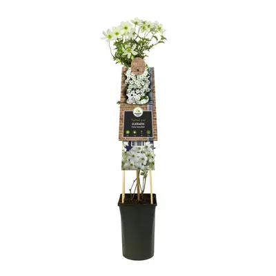 Clematis forsteri 'Early Sensation' (Bosrank) klimplant - afbeelding 3