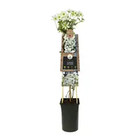 Clematis forsteri 'Early Sensation' (Bosrank) klimplant - afbeelding 3