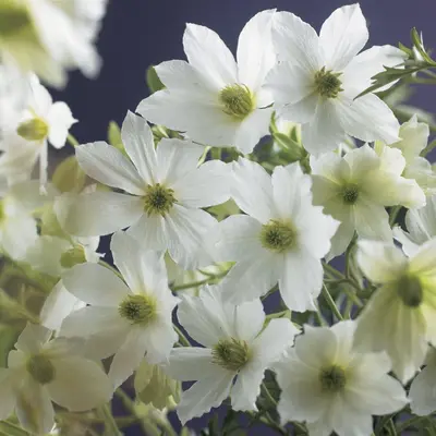 Clematis forsteri 'Early Sensation' (Bosrank) klimplant - afbeelding 4